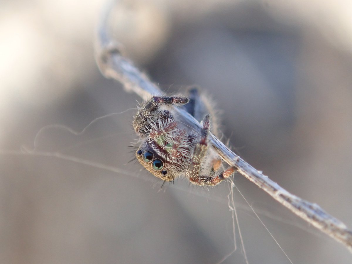 entomography's tweet photo. Phidippus audax (12.25.2020) https://t.co/9LrLI0qXTz