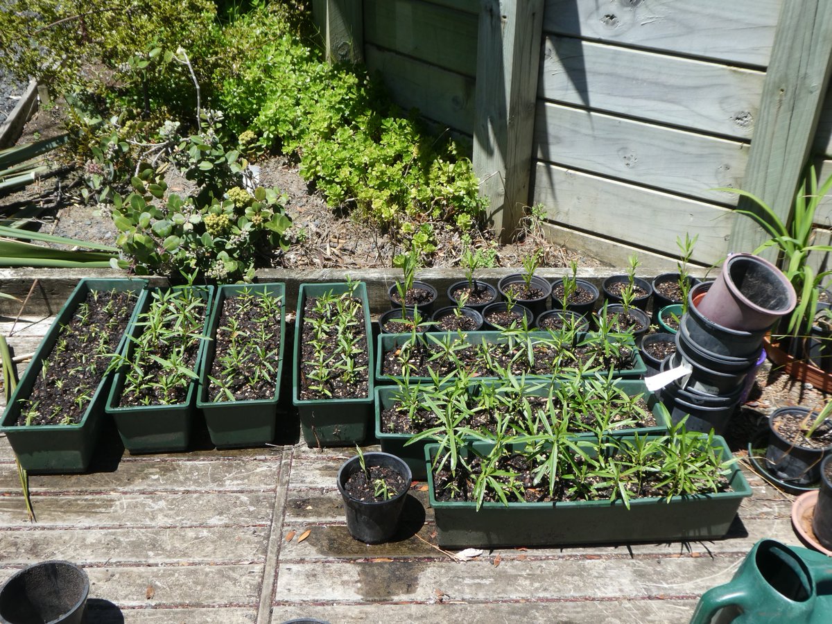 CardioKiwi's tweet photo. The swan plant (milkweed) nursery - seedlings have sprouted everywhere! #GrowingMonarchs https://t.co/GbmOEFoczy