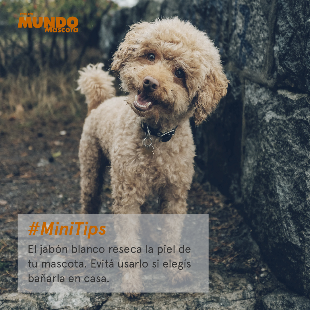 MundoMascota4's tweet image. #MiniTips 🐾
Si elegís bañar a tu mascota en casa, hay ciertos productos que no debés usar. El jabón blanco es uno de ellos🧼. 

Revista Mundo Mascota
mundomascota.com.ar