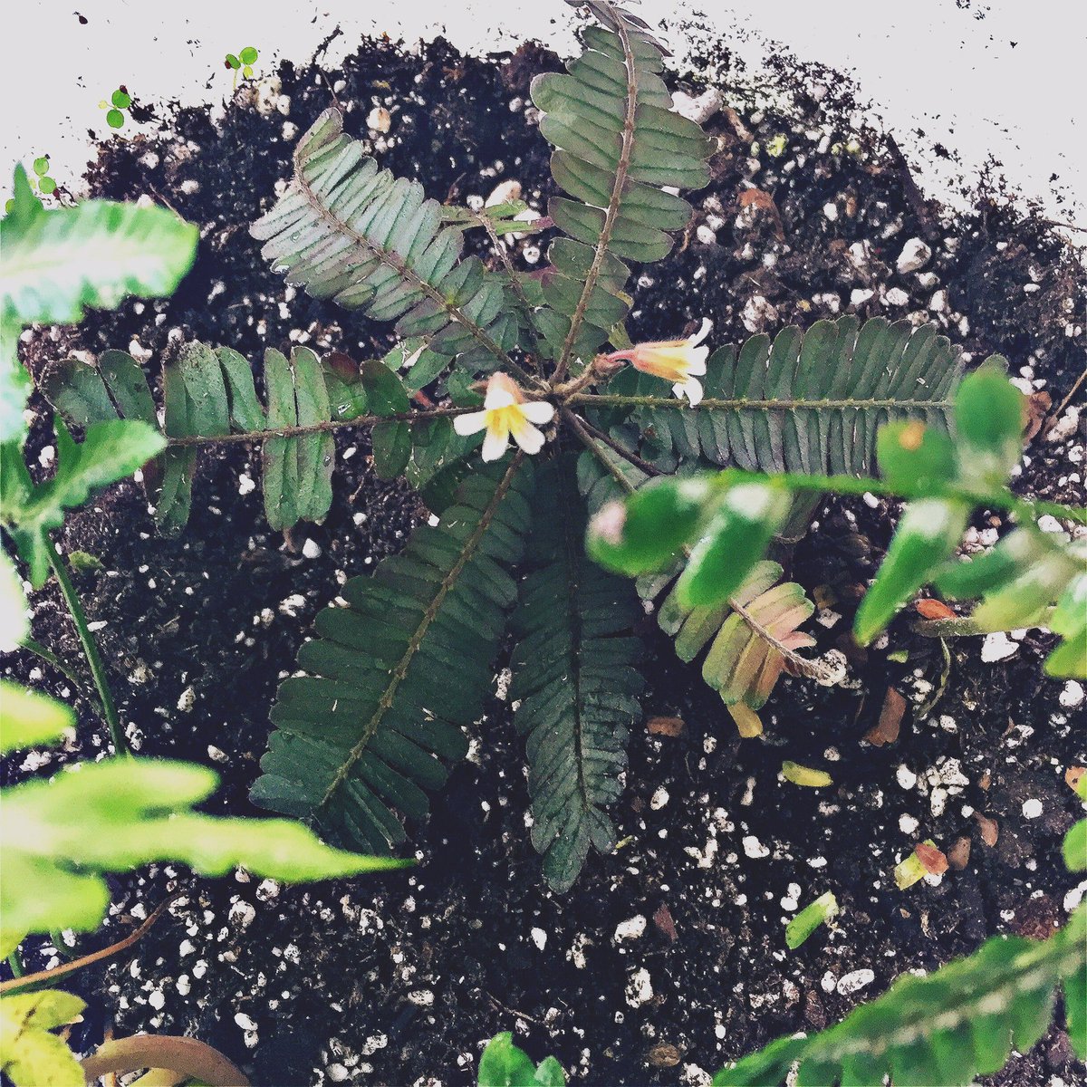 Uno de los mejores momentos del día 💚🌿🌿

#biophytum #loveplants #biophytumsensitivum #selva #lunes