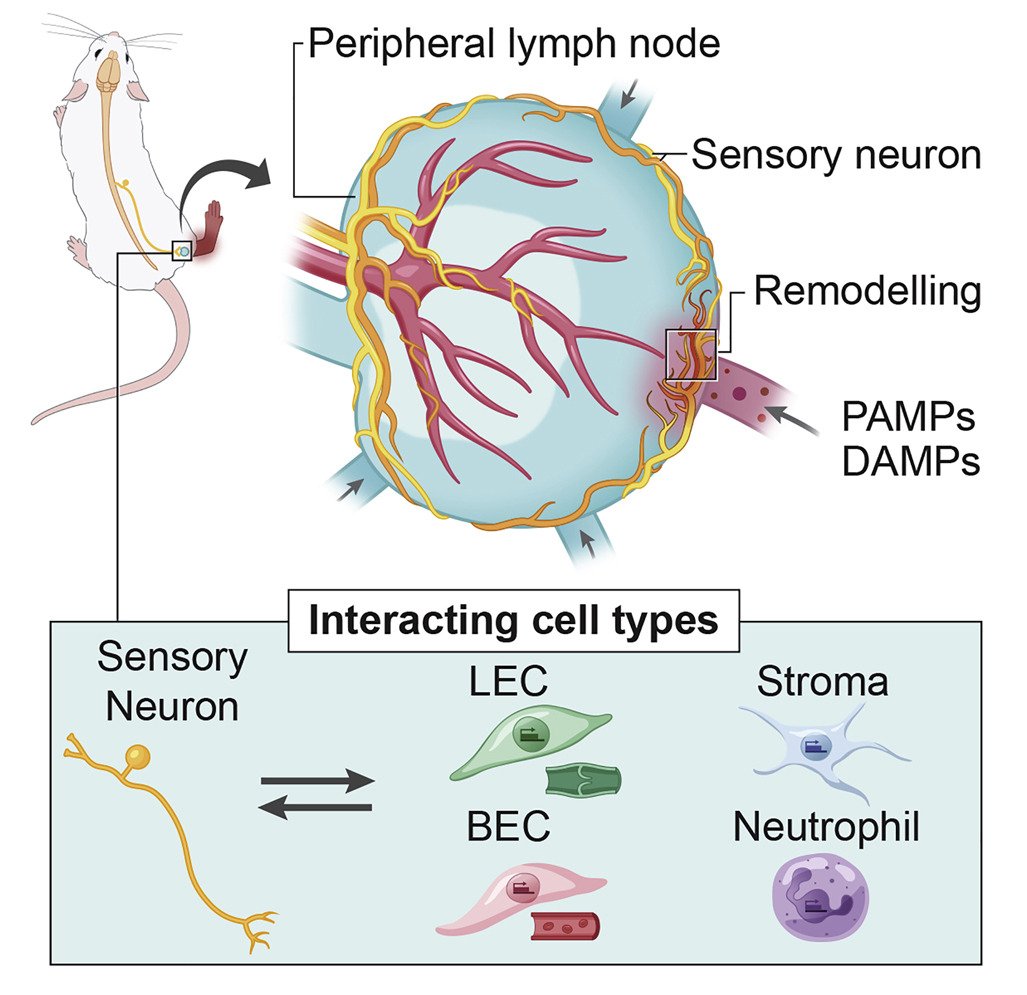 mmw_lmw's tweet photo. #LymphNodes | innervated by a unique population of #Sensory_Neurons with #ImmunoModulatory potential | Ulrich von Andrian @ragoninstitute @CellCellPress https://t.co/hXkfQtz8uA | #2020_ReCapDec https://t.co/4DfsjyQtny