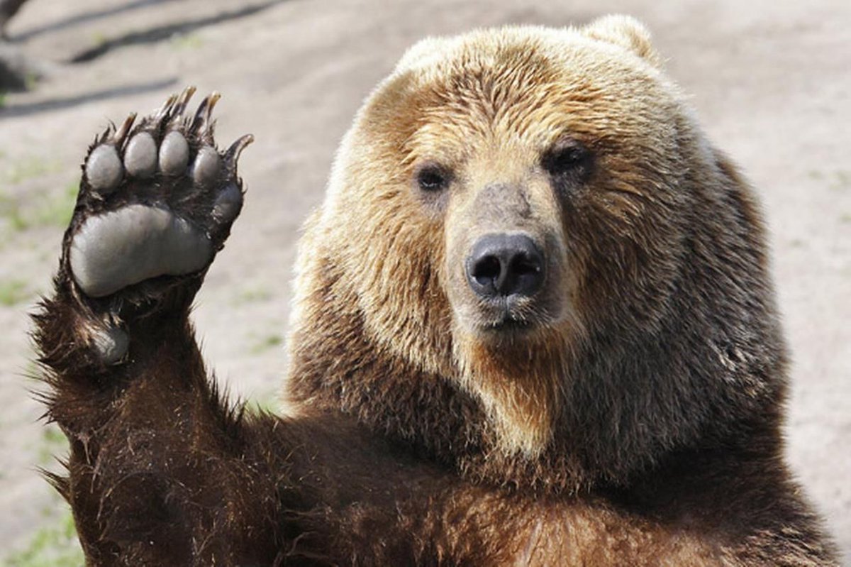 HumansOutside's tweet photo. 5 Things Alaskans Never Say https://t.co/bvY7zbTjEH https://t.co/ocUqcvKO1y