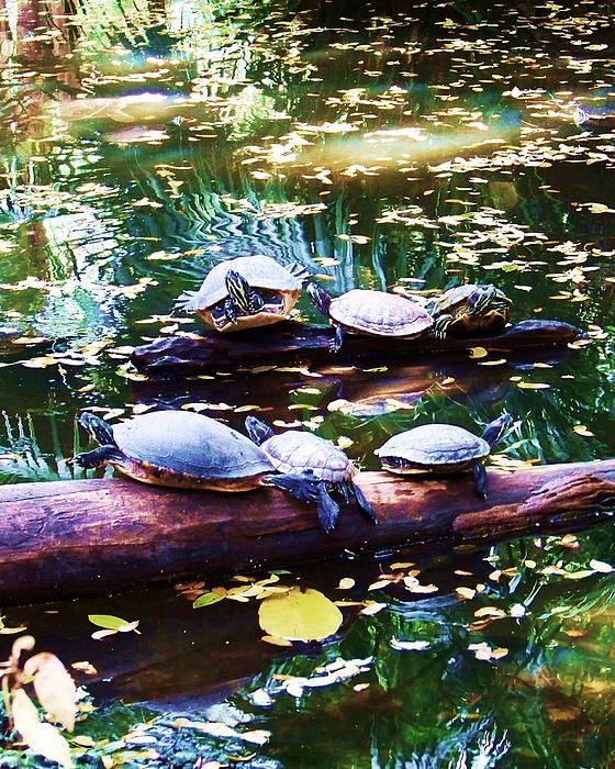 godspaintbrushe's tweet photo. New artwork for sale! - "turtle soup" - https://t.co/pd5Z0qU1Zz @shoppixels https://t.co/4XKoNg5DoQ