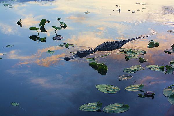godspaintbrushe's tweet photo. New artwork for sale! - "gator at sunrise" - https://t.co/nebn1AhwhT @shoppixels https://t.co/lZlQLWkIzu