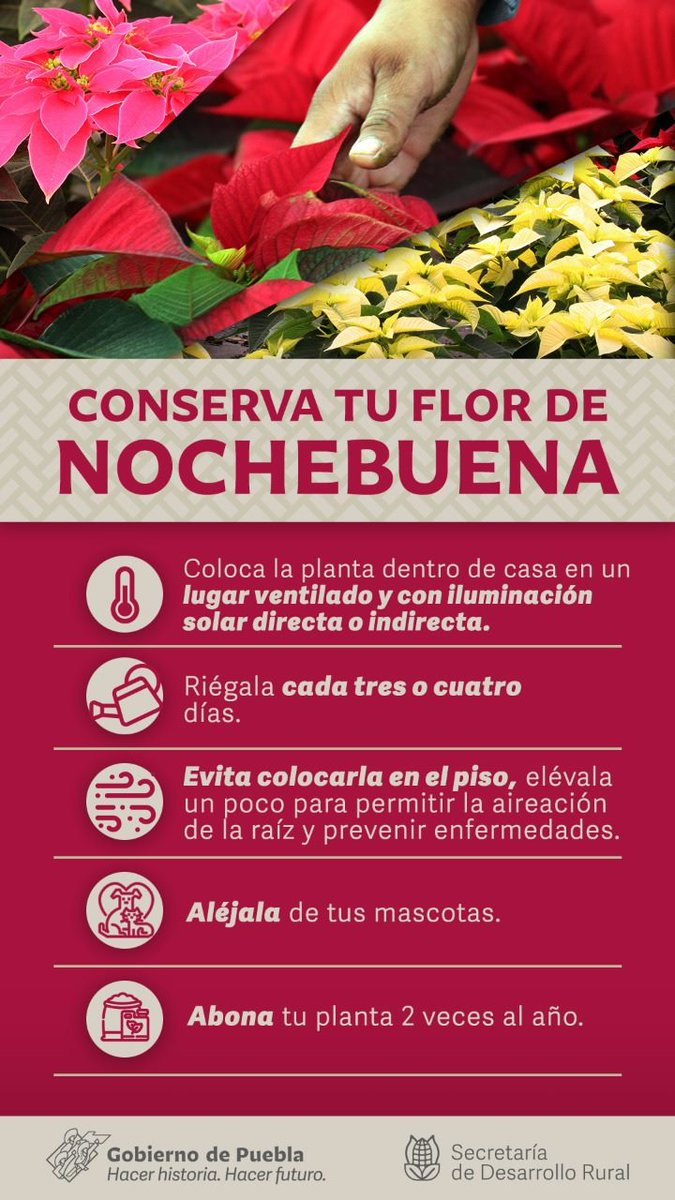 chignahuapansdr's tweet photo. Tras las fiestas navideñas, es posible que tu #Nochebuena empiece a secarse; mantenla en un ambiente fresco hasta primavera y trasplántala donde no reciba luz solar en exceso.
Con los siguientes tips, tu planta puede crecer hasta ser un arbusto de 5 metros. https://t.co/f0hFhUNhSk