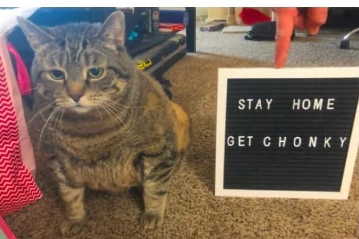 CatFoodBreath's tweet photo. Albert wants you to know he's sticking to his #NewYearsResolution.  So far, so good.   He's very motivated. https://t.co/GnycVBDbzG
