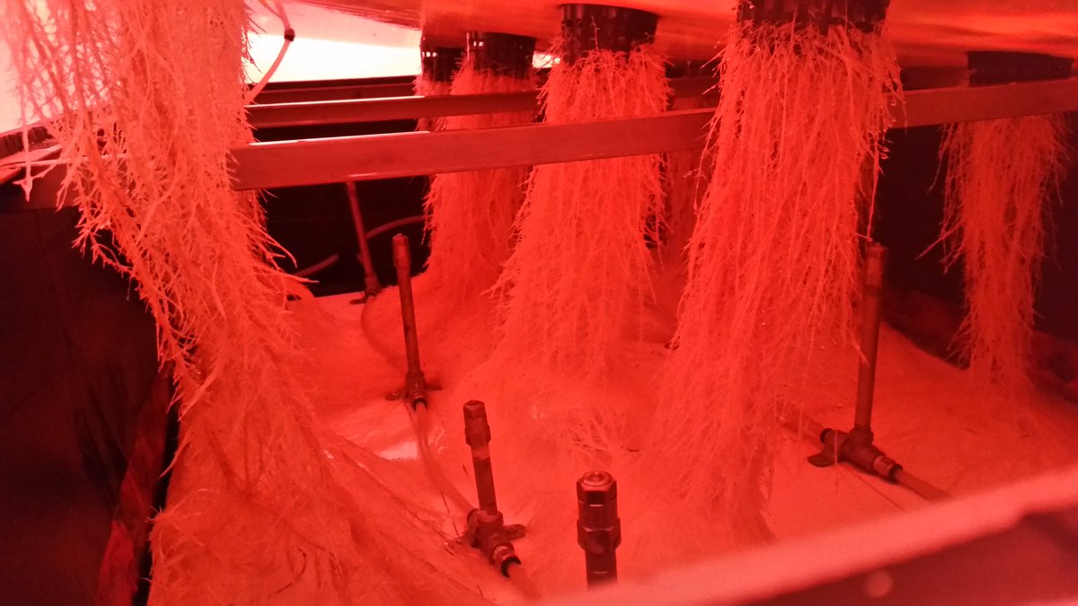 tferr's tweet photo. @40Cannabis @YetAnotherVoid My first true aero grow. Root stem was beautiful but my yeild was terrible ...very fluffy never did figure out where I went wrong https://t.co/j8zoTDpSge