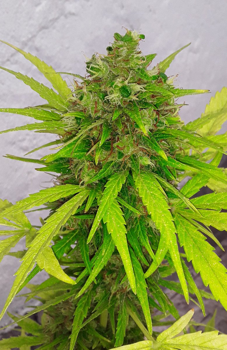 Mañana de lluvia y tarde de sol. El jardín de la alegría es la gloria!!! 🌧🌞💚🌱