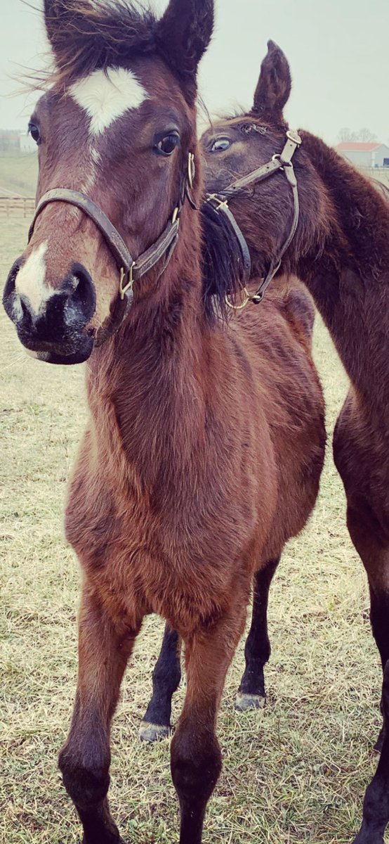 Reign_Maker's tweet photo. My #Exaggerator colt and his buddy horsing around. @WinStarFarm #Kentucky #KentuckyBred https://t.co/6nxXDEWCv5