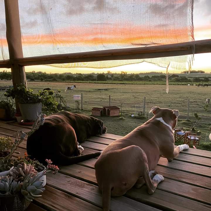 ASHcomUY's tweet photo. Atardecer juntos
#DaltonASH #JuniorASH https://t.co/udbalrr6Dy