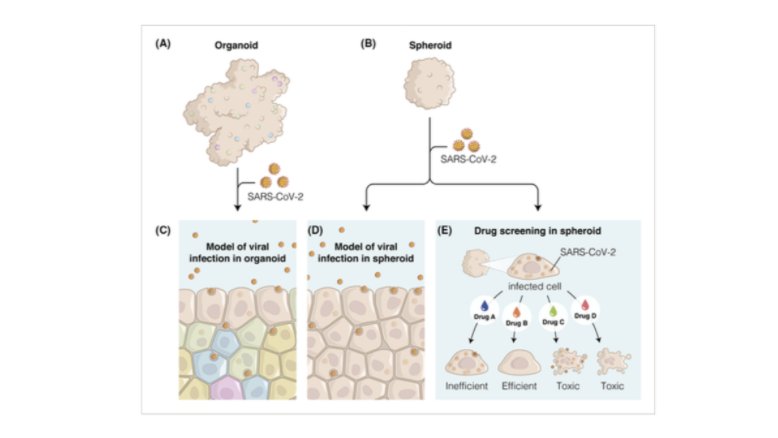 ArtifOrgans's tweet image. #Spheroids and #Organoids as humanized 3D scaffold‐free engineered tissues for #SARS_CoV_2 viral #Infection and #DrugScreening 👇
bit.ly/38Bt37A
@gabrielaskron @ufrj 🇧🇷
#COVID19 #InfectionModel #TissueEngineering