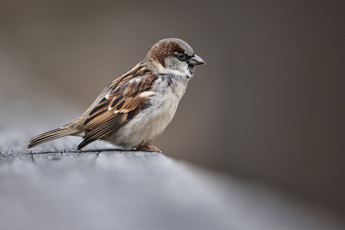 JohnReedPavan's tweet photo. My attempt at a good photo of a common bird. House Sparrow at Turtle Pond.
#housesparrow #sparrow #birds #birding #birdwatching #commonbird #centralpark #turtlepond #birdphotography #naturephotography #wildlifephotography #nycparks #centralparknyc #newyork #newyorkcity https://t.co/LHb181eSL4