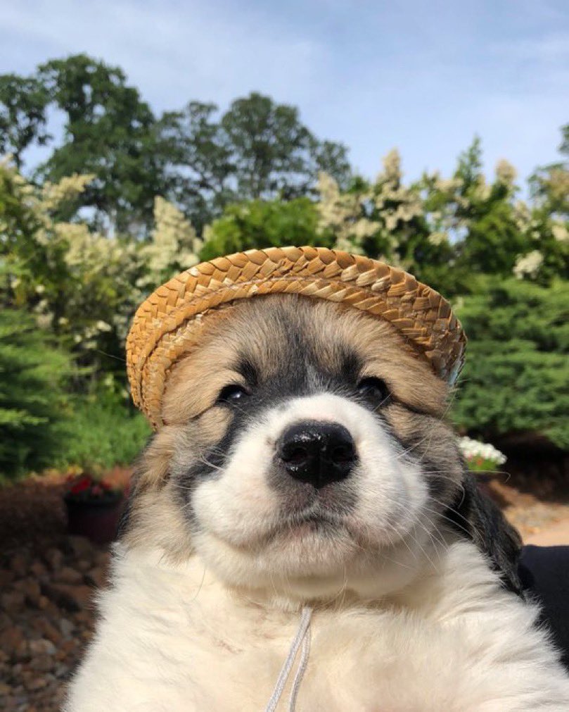 dog_rates's tweet photo. This is Henley. Her lucky hat keeps shrinking. It used to fit so well. If anybody knows what could be causing this please let her know. 13/10 https://t.co/fWeTKZgxFo