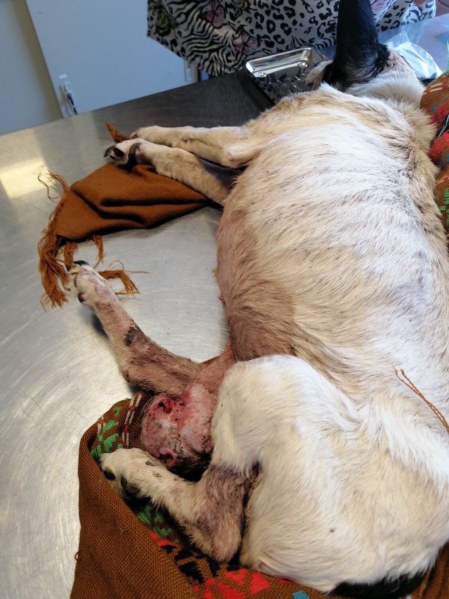 Berta_Arrouch's tweet photo. Ella es #Paloma la encontramos casi moribunda. Por favor ayuda hay que pagar la veterinaria. Tiene larvas en sus úlceras. Cta rut 17527460-k @AdoptaSalva @colmevetchile @Animalistas @AnimalDani @martincarcamo @TonkaTP @Leonorvarela @PrensAnimalista https://t.co/hxPsiaE5Gf