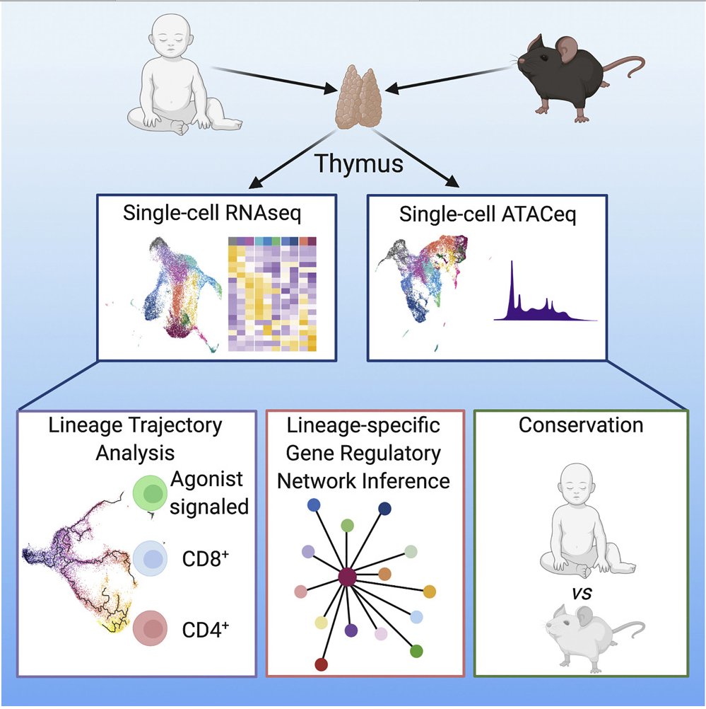 mmw_lmw's tweet photo. Mouse and Human αβ #T_Cell_Development | An Integrated Epigenomic and Transcriptomic Map | Rémy Bosselut @theNCI @ImmunityCP https://t.co/htO8boWTv6 | #2020_ReCapDec https://t.co/Y20KkGwRhi