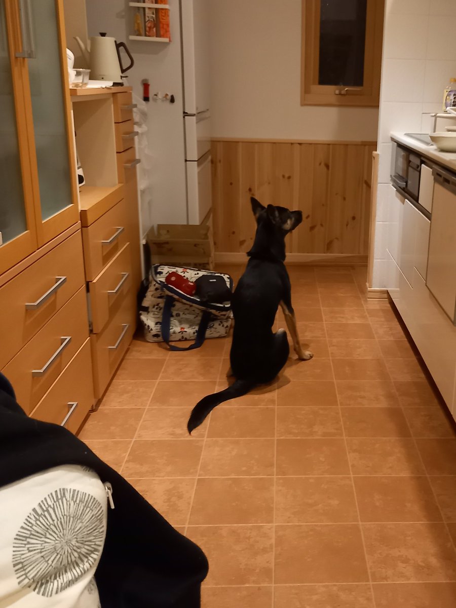 犬後ろ姿 犬後ろ姿