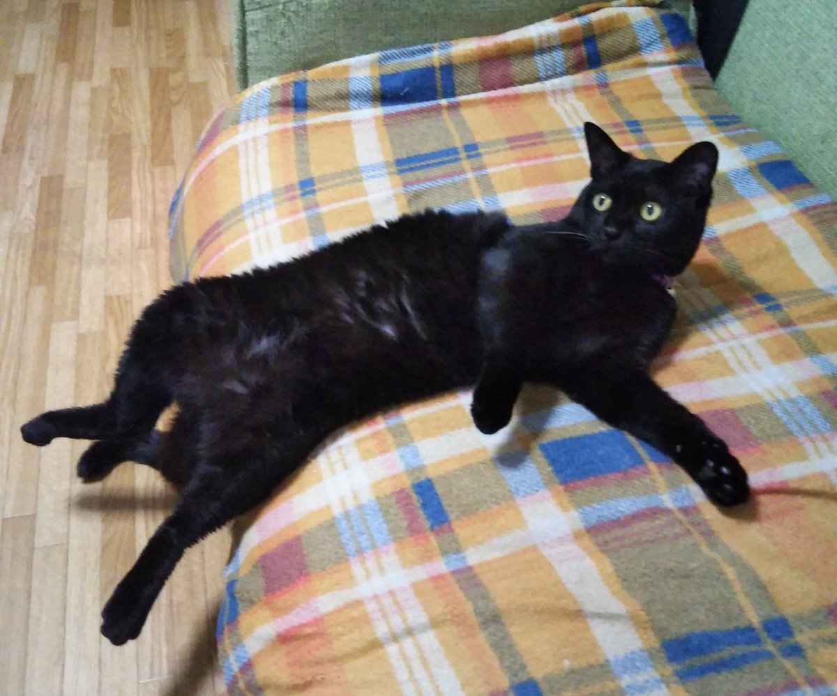 真d ソファーでだらける飼い猫 お前よくぞそんなもん撮ってたな選手権