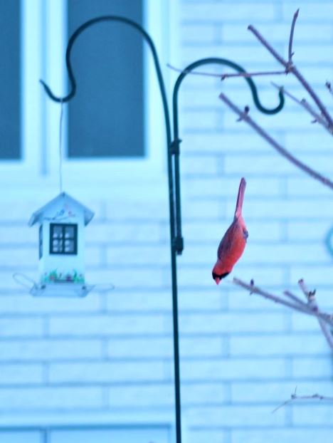 DLVisionMode's tweet photo. Cette période de confinement permet de s'intéresser à de nouveaux loisirs notamment l'ornithologie comme ici avec l'observation de ce charmant couple de cardinal rouge #oiseaux #cardinalrouge #Canada https://t.co/x0Naioy6DO