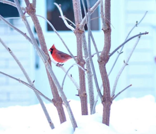 DLVisionMode's tweet photo. Cette période de confinement permet de s'intéresser à de nouveaux loisirs notamment l'ornithologie comme ici avec l'observation de ce charmant couple de cardinal rouge #oiseaux #cardinalrouge #Canada https://t.co/x0Naioy6DO