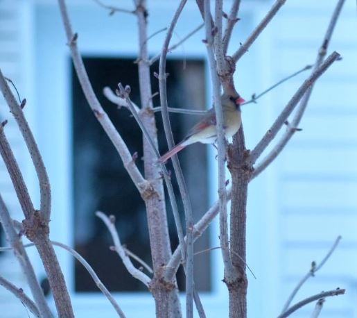 DLVisionMode's tweet photo. Cette période de confinement permet de s'intéresser à de nouveaux loisirs notamment l'ornithologie comme ici avec l'observation de ce charmant couple de cardinal rouge #oiseaux #cardinalrouge #Canada https://t.co/x0Naioy6DO