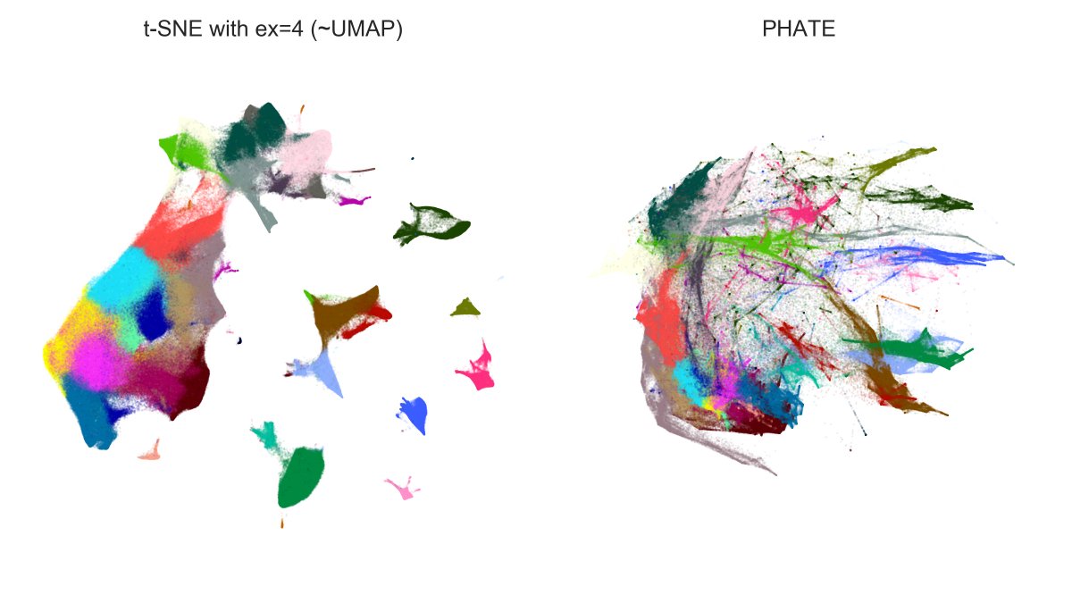 And here is n=1.3mln dataset: t-SNE with exaggeration 4 (which is basically UMAP) vs. PHATE. Judge for yourself.Note that PHATE needed 11 hours (!) to run (and crashed a 20-core 256Gb RAM computer until I used undocumented `knn_max` param as recommended by  @scottgigante). [5/7]