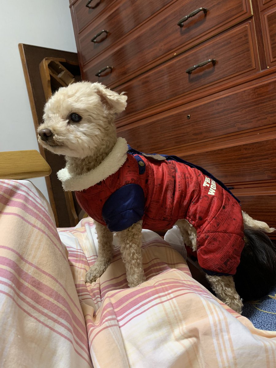 メイの12歳の誕生日は、次女の手作りサツマイモとカボチャのケーキ🍰　牛肉を添えて😊
一度に沢山食べるとすぐにゲボするので４分の1だけ食べました😅
夜は散歩の途中に大好きなおばあちゃん家へ少しだけ挨拶へ👵🏻
#トイプードル
#12歳誕生日
#元気にいてくれて感謝
#秘密結社老人倶楽部