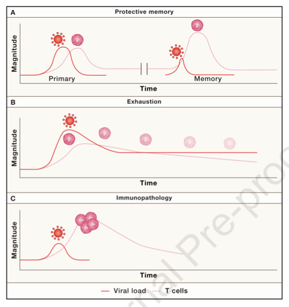 mmw_lmw's tweet photo. #T_Cell_Memory | Understanding #COVID19 | Stephen Jameson @UMNews @ImmunityCP https://t.co/q7RpSOxzgS | #2020_ReCapDec https://t.co/UGmN6z0Qbh