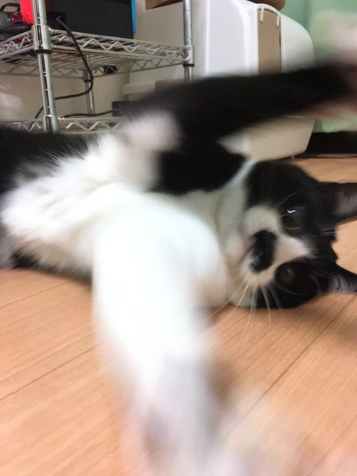 灘谷航 猫暮らしのゲーマーさん 1 6巻発売中 S Recent Tweets 7 Whotwi Graphical Twitter Analysis 灘谷航 猫暮らしのゲーマーさん 1 6巻発売中 S Recent Tweets 7 Whotwi Graphical Twitter Analysis