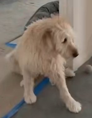 St. Patrick's Paws tweet media