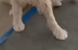St. Patrick's Paws tweet media