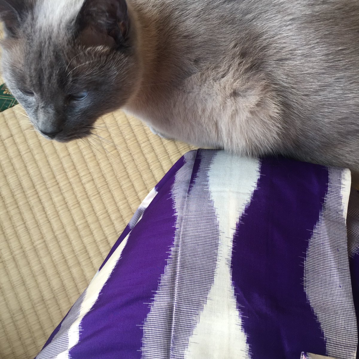 猫と着物 猫と着物
