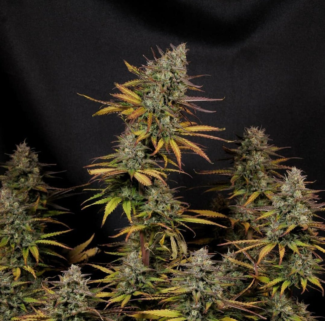 KannabiaGlobal's tweet photo. PHOTOS FROM OUR FANS‼️🌱📷💚 KRITIC AUTO by @KannabiaSeeds #KannabiaSeeds🌱 📸 #Repost 🔃 thanks to our #kannabist friend @Greenseedtests Thanks for sharing! 🙏😃💯🧡💚
➕Info #Kritic_Auto #seeds ➡️ https://t.co/J83ZLNSYh3

#Critical #CannabisCommunity #CollectionSeeds #seedbank https://t.co/UJS04N5yRH