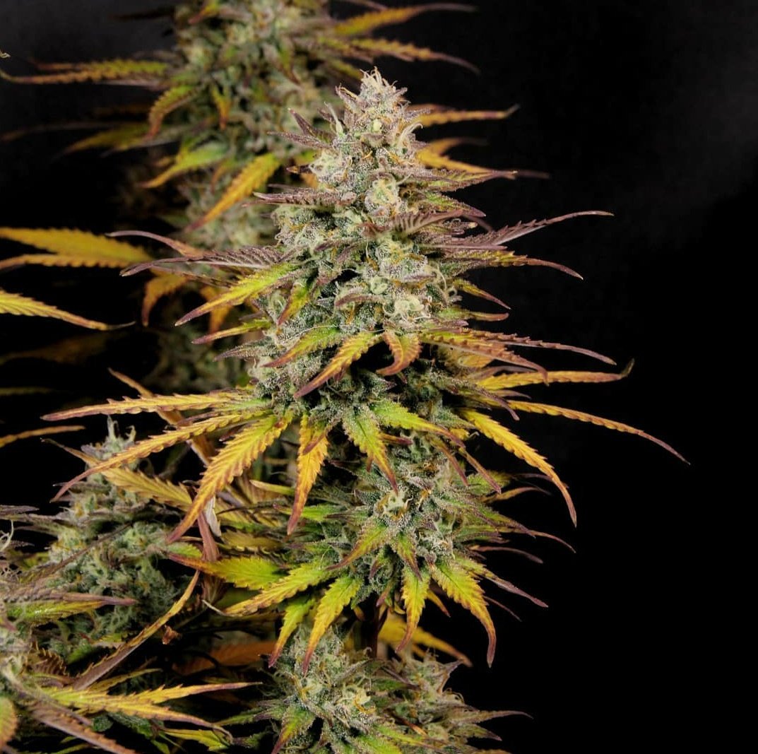 KannabiaGlobal's tweet photo. PHOTOS FROM OUR FANS‼️🌱📷💚 KRITIC AUTO by @KannabiaSeeds #KannabiaSeeds🌱 📸 #Repost 🔃 thanks to our #kannabist friend @Greenseedtests Thanks for sharing! 🙏😃💯🧡💚
➕Info #Kritic_Auto #seeds ➡️ https://t.co/J83ZLNSYh3

#Critical #CannabisCommunity #CollectionSeeds #seedbank https://t.co/UJS04N5yRH