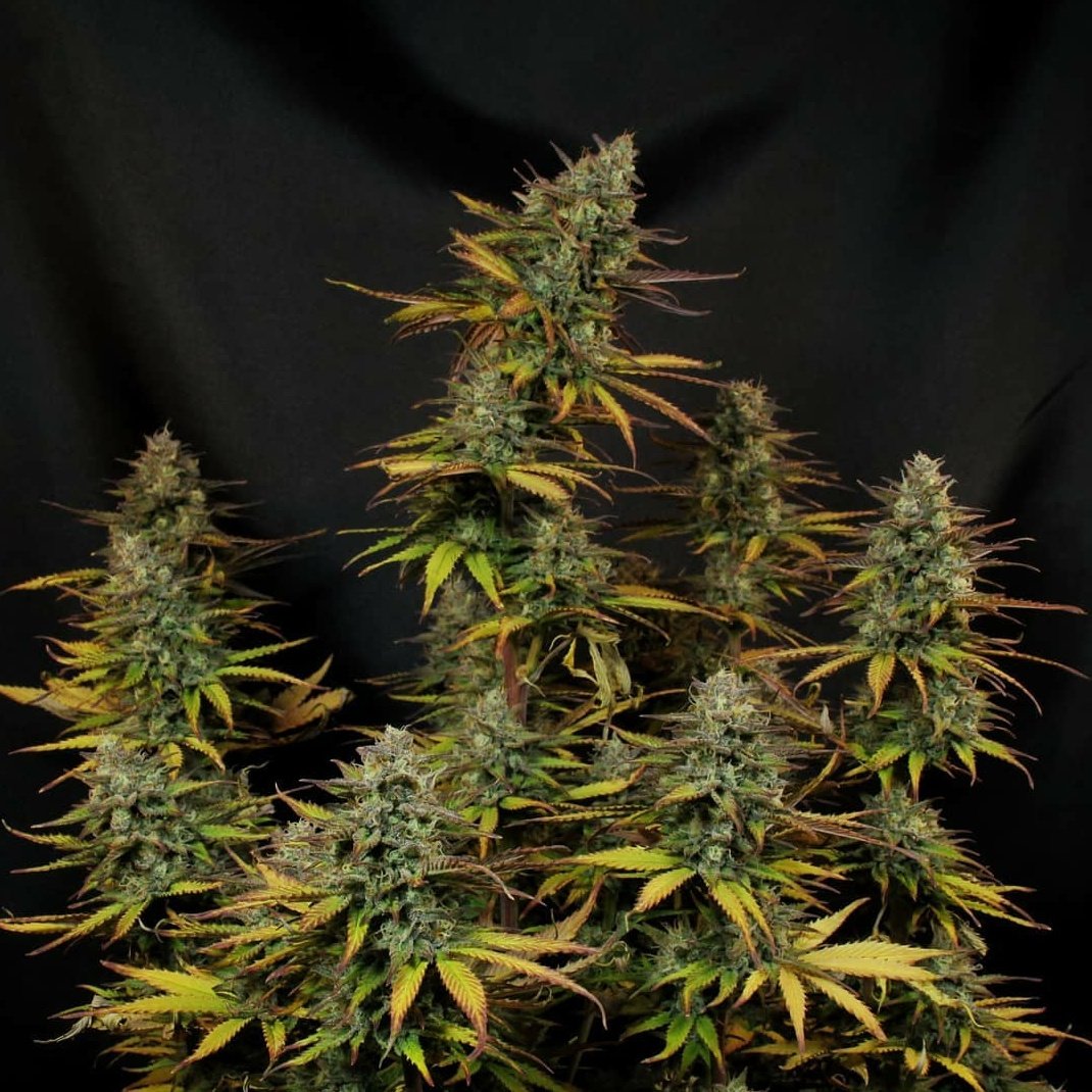KannabiaGlobal's tweet photo. PHOTOS FROM OUR FANS‼️🌱📷💚 KRITIC AUTO by @KannabiaSeeds #KannabiaSeeds🌱 📸 #Repost 🔃 thanks to our #kannabist friend @Greenseedtests Thanks for sharing! 🙏😃💯🧡💚
➕Info #Kritic_Auto #seeds ➡️ https://t.co/J83ZLNSYh3

#Critical #CannabisCommunity #CollectionSeeds #seedbank https://t.co/UJS04N5yRH