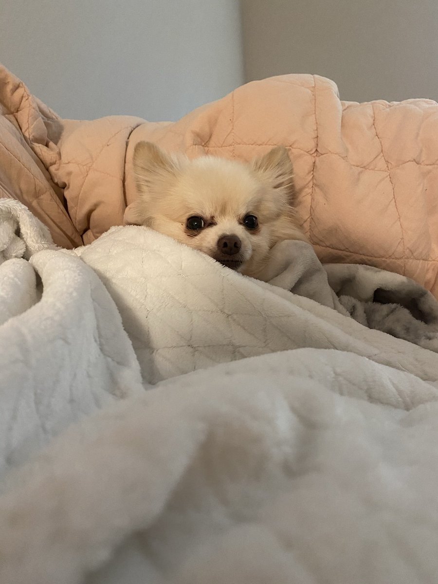 Kkatamina's tweet photo. I always tuck my dog in 🥺 https://t.co/5tcuCuaXnz