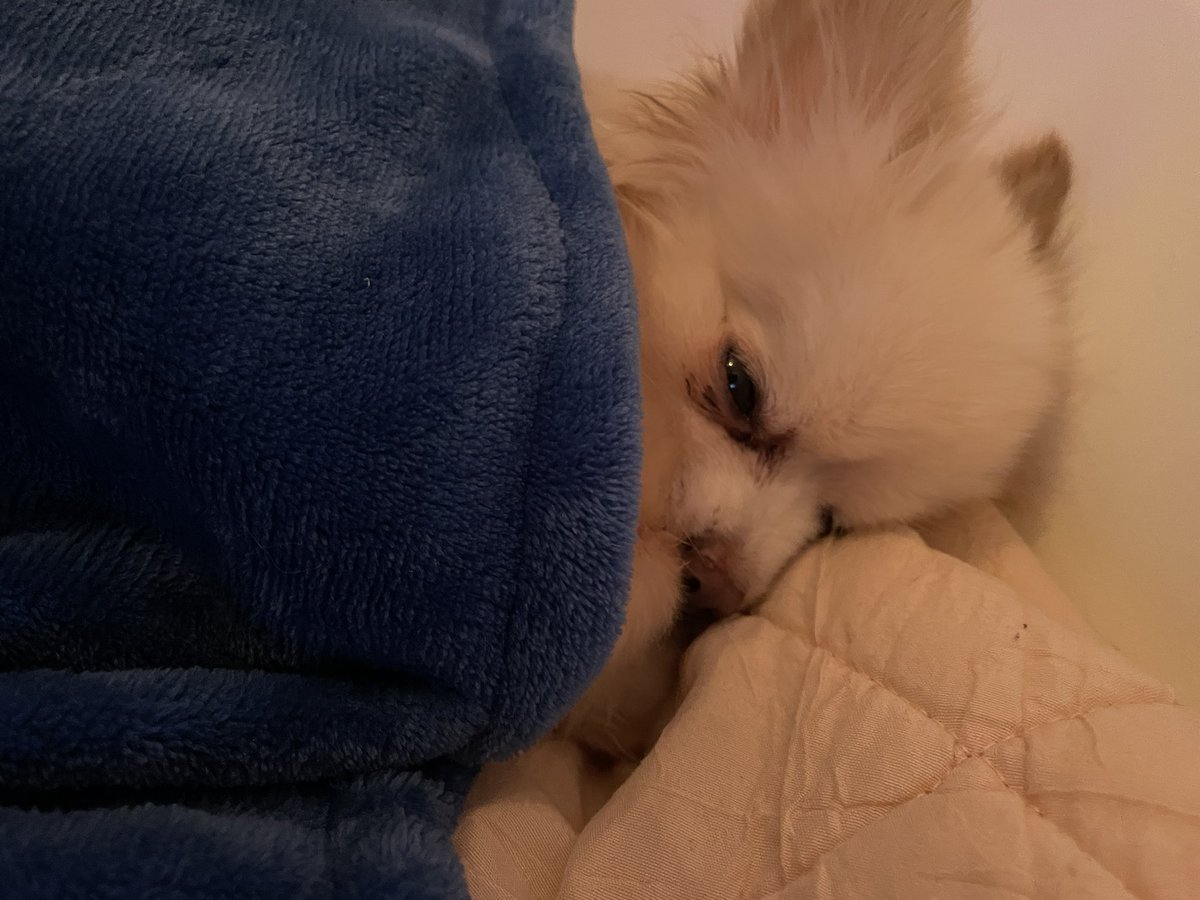Kkatamina's tweet photo. I always tuck my dog in 🥺 https://t.co/5tcuCuaXnz