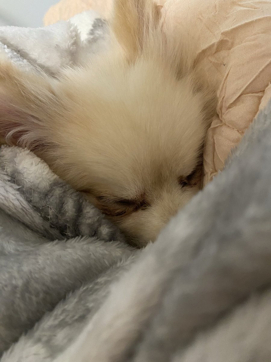 Kkatamina's tweet photo. I always tuck my dog in 🥺 https://t.co/5tcuCuaXnz