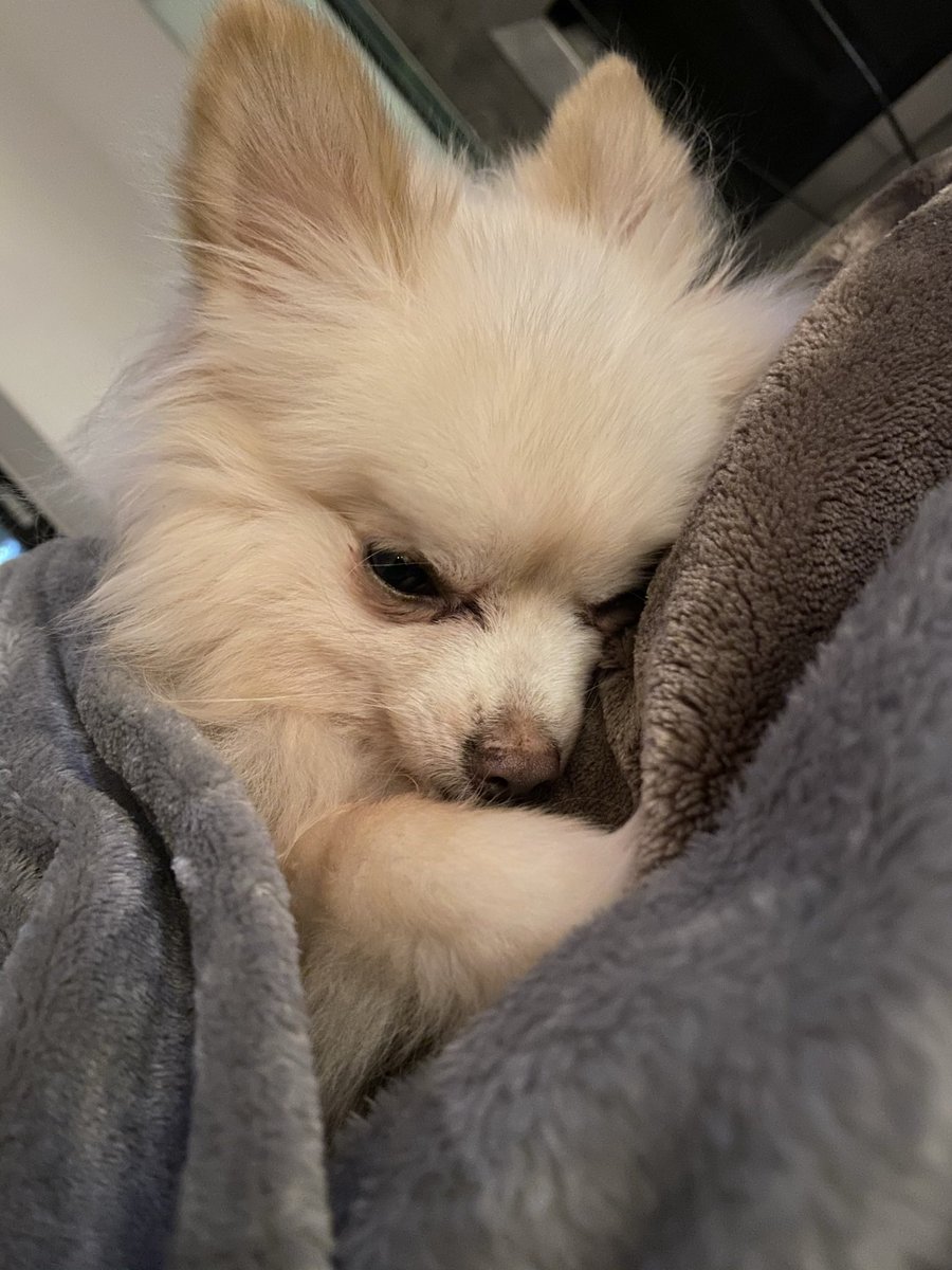 Kkatamina's tweet photo. I always tuck my dog in 🥺 https://t.co/5tcuCuaXnz