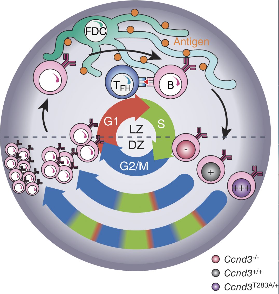 mmw_lmw's tweet photo. #GerminalCenter_B_cells | Cyclin D3 drives inertial cell cycling in dark zone | Gabriel Victora @RockefellerUniv @JExpMed https://t.co/EnYjC9n6Rc | #2020_ReCapDec https://t.co/BlOA85GFnq