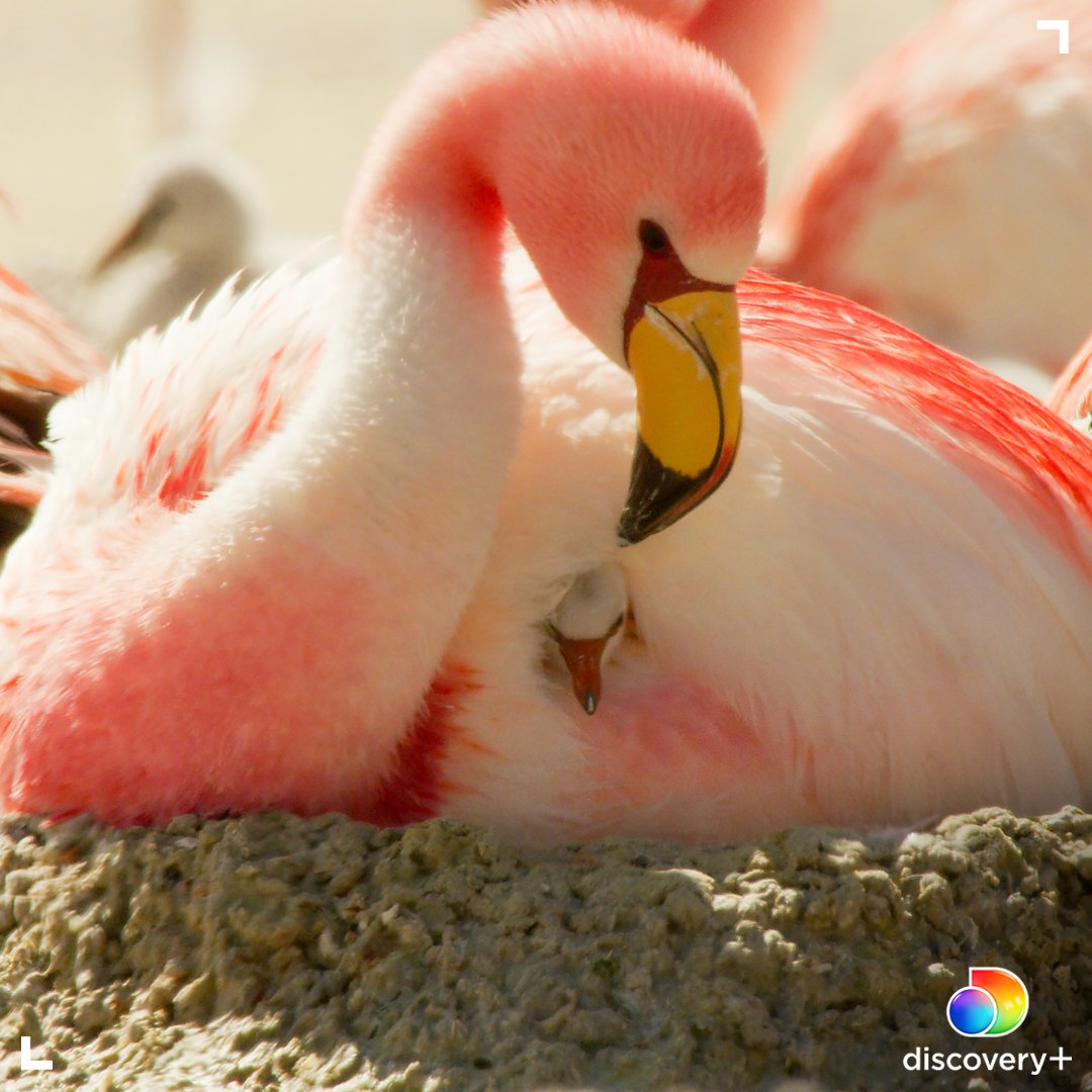 Animal Planet tweet media