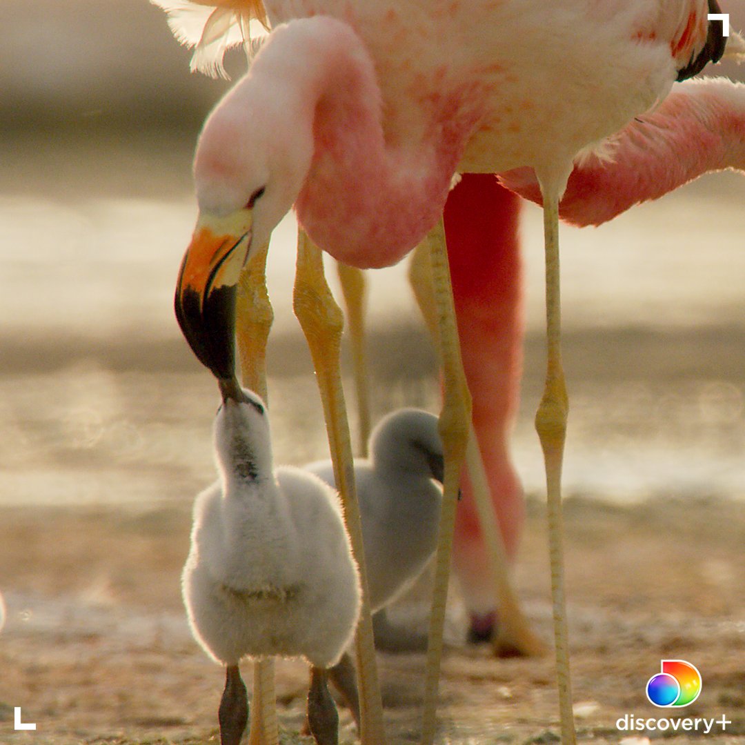 Animal Planet tweet media