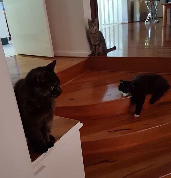 IFRcats's tweet photo. Adorable senior Wilma is low maintenance - she spends most of her days snoozing. She may get cranky when other cats bother her, and fair enough too - at her age she should be free of pestering!

To adopt, go here: https://t.co/TRM2s3DOUs! 

#IFRWilma 🧡 https://t.co/eoUCTp6yfV