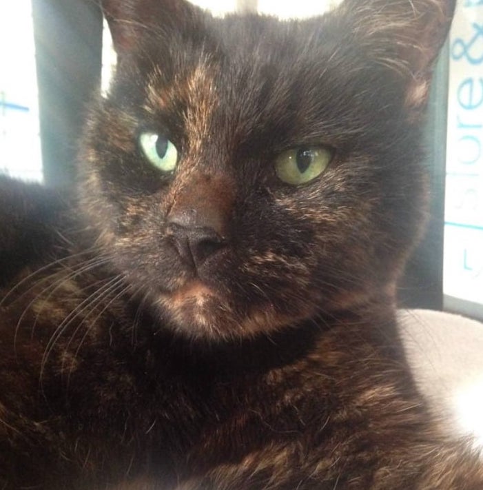 IFRcats's tweet photo. Adorable senior Wilma is low maintenance - she spends most of her days snoozing. She may get cranky when other cats bother her, and fair enough too - at her age she should be free of pestering!

To adopt, go here: https://t.co/TRM2s3DOUs! 

#IFRWilma 🧡 https://t.co/eoUCTp6yfV