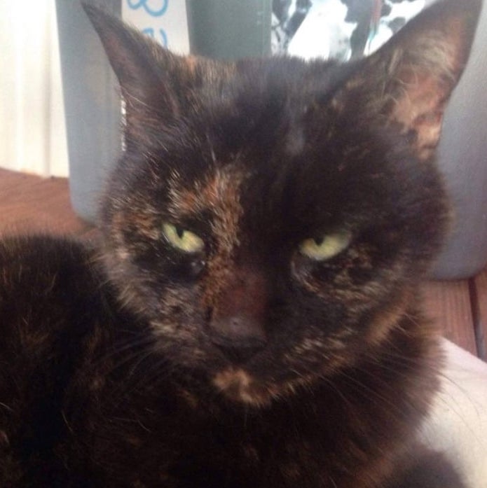 IFRcats's tweet photo. Adorable senior Wilma is low maintenance - she spends most of her days snoozing. She may get cranky when other cats bother her, and fair enough too - at her age she should be free of pestering!

To adopt, go here: https://t.co/TRM2s3DOUs! 

#IFRWilma 🧡 https://t.co/eoUCTp6yfV