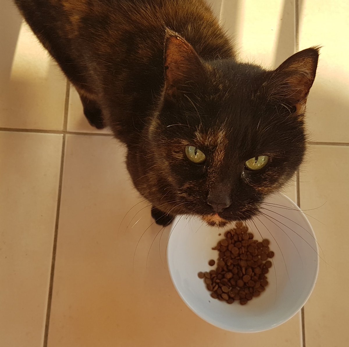 IFRcats's tweet photo. Adorable senior Wilma is low maintenance - she spends most of her days snoozing. She may get cranky when other cats bother her, and fair enough too - at her age she should be free of pestering!

To adopt, go here: https://t.co/TRM2s3DOUs! 

#IFRWilma 🧡 https://t.co/eoUCTp6yfV