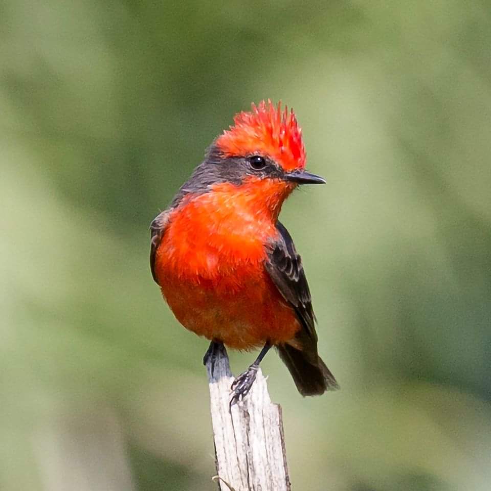 guanajuato's tweet photo. ¿Amante de la naturaleza? ¡Entonces saca tus binoculares!😍 Para observar las aves más bonitas en #Guanajuato🐦🤩 Son parte de nuestra historia, cultura y te deleitarán con sus plumajes coloridos en la Sierra de Santa Rosa❤️ #TurismoSustentable 👉https://t.co/T9UeHkDIfi https://t.co/TKOMLYoHVN