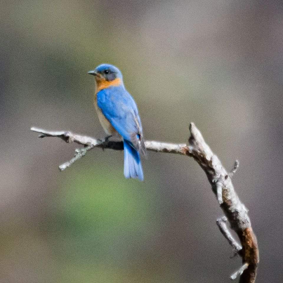 guanajuato's tweet photo. ¿Amante de la naturaleza? ¡Entonces saca tus binoculares!😍 Para observar las aves más bonitas en #Guanajuato🐦🤩 Son parte de nuestra historia, cultura y te deleitarán con sus plumajes coloridos en la Sierra de Santa Rosa❤️ #TurismoSustentable 👉https://t.co/T9UeHkDIfi https://t.co/TKOMLYoHVN