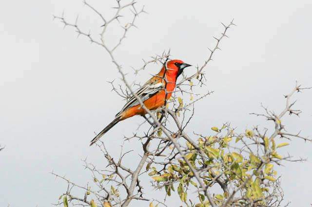 guanajuato's tweet photo. ¿Amante de la naturaleza? ¡Entonces saca tus binoculares!😍 Para observar las aves más bonitas en #Guanajuato🐦🤩 Son parte de nuestra historia, cultura y te deleitarán con sus plumajes coloridos en la Sierra de Santa Rosa❤️ #TurismoSustentable 👉https://t.co/T9UeHkDIfi https://t.co/TKOMLYoHVN