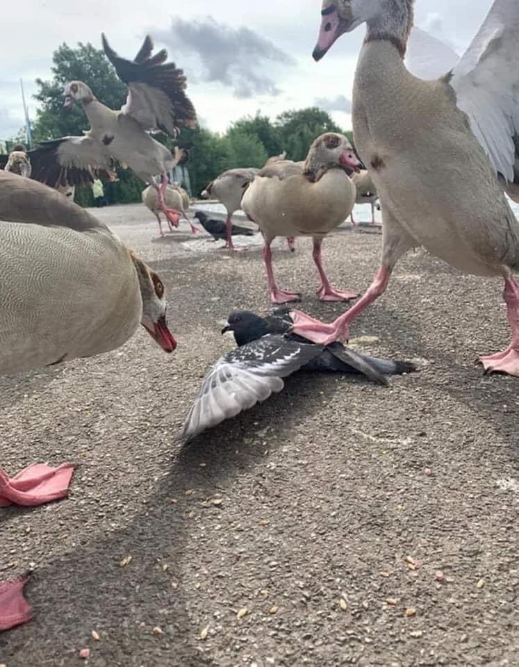 "it's quack round here nigga, fuck is that coocooo shit?"