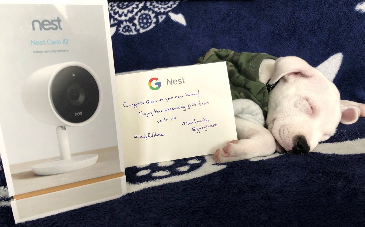 cgracexo's tweet photo. Goku out here influencing like his mama lol jk thanks @googlenest for the gift! #helpfulhome https://t.co/l1a7vChmIP